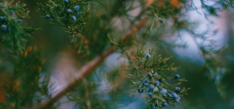 January 27 – Daily Message – Matthew 7:7