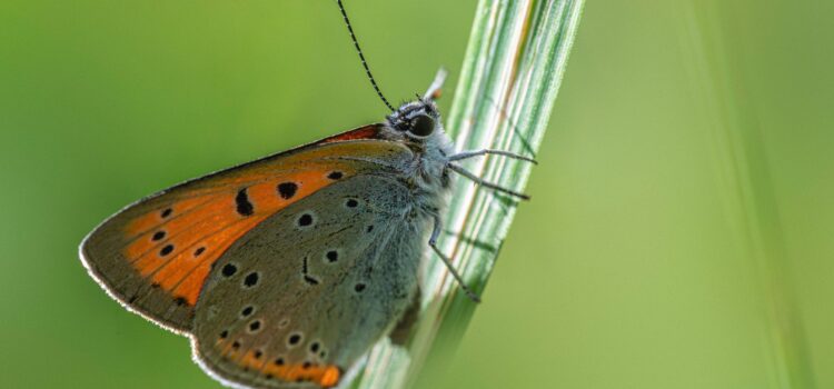 January 30 – Daily Message – 1 Corinthians 14:2