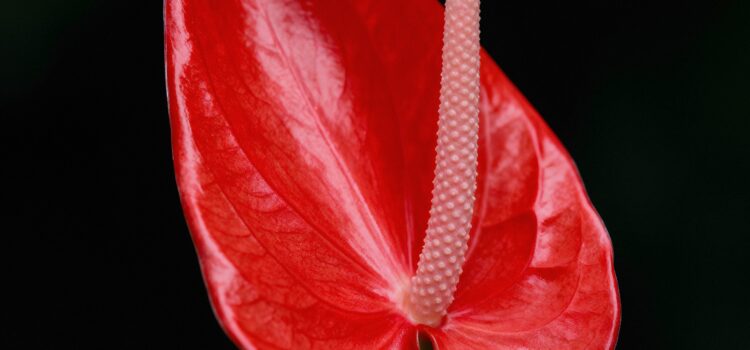 January 22 – Daily Message – Jeremiah 9:12