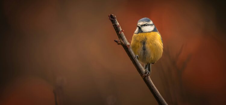 January 17 – Daily Message – Joel 3:21