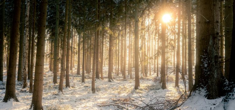 January 19 – Daily Message – Proverbs 26:2