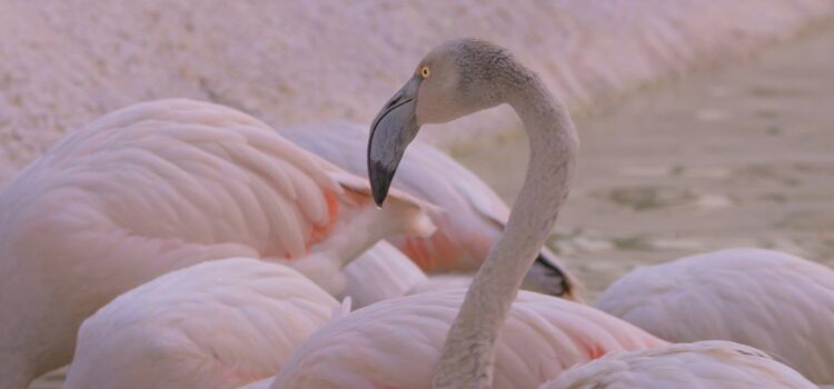 January 14 – Daily Message – Psalm 91:2