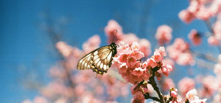 April 18 – Daily Message – Luke 13:34a April 18 – Daily Message – Luke 13:34a