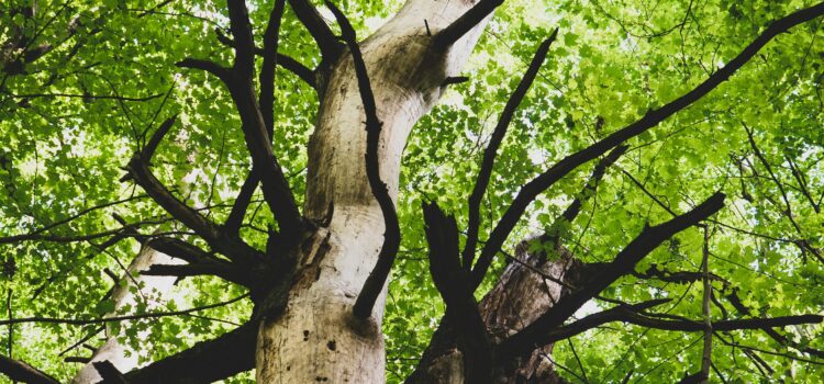 April 25 – Daily Message – Luke 21:28