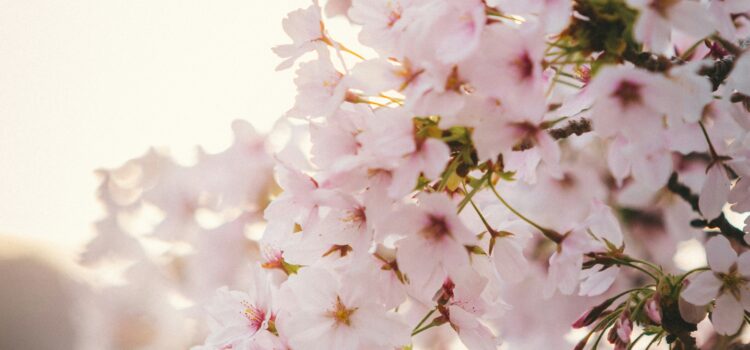 April 29 – Daily Message – Isaiah 55:7