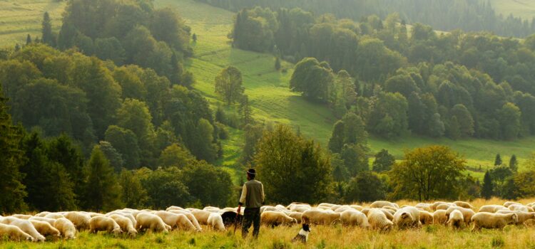 August 16 – Daily Message – Psalm 23:1